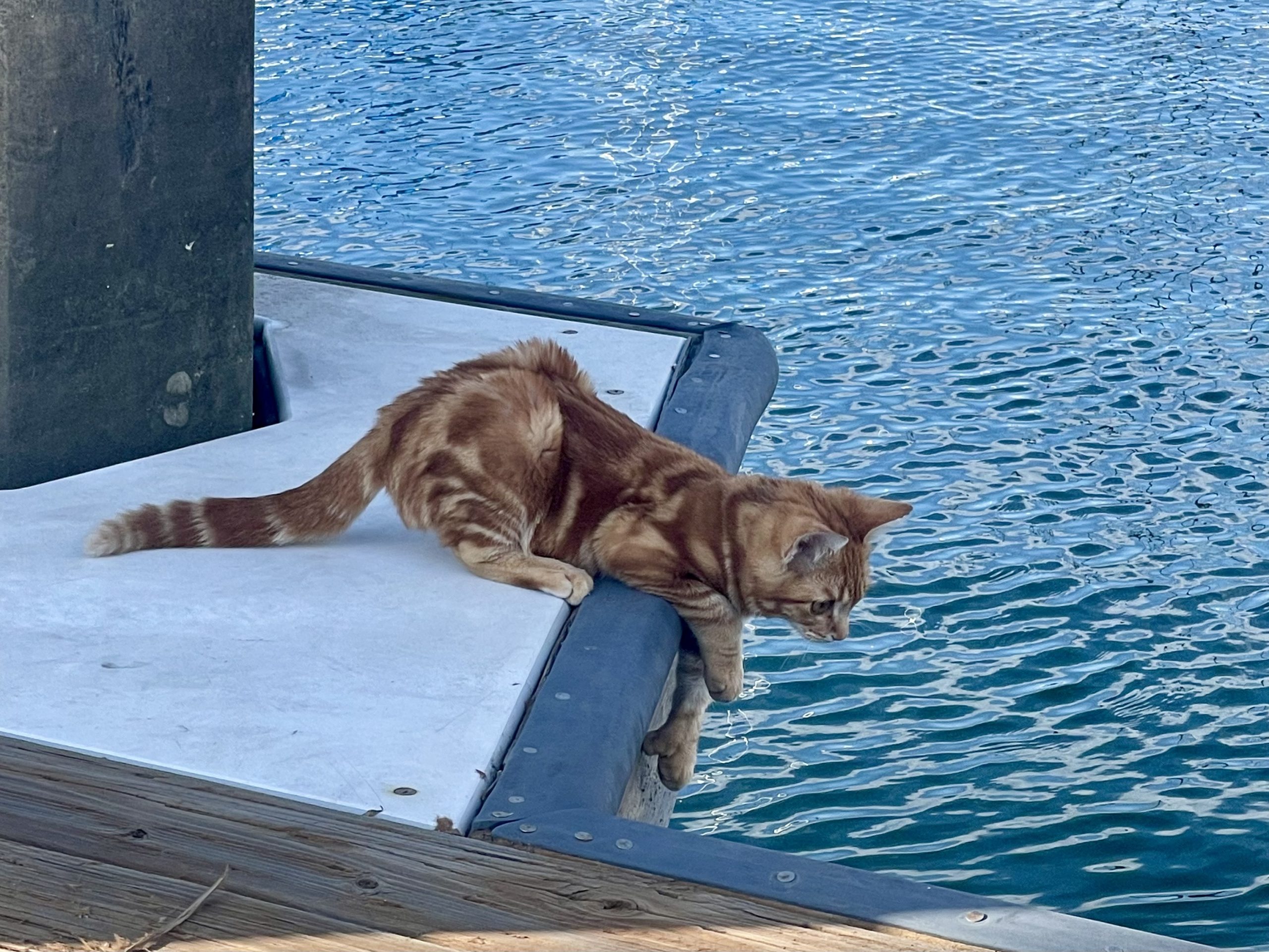 Rafael, an orange kitty cat with double paws, casually hangs out on a boat dock near the water